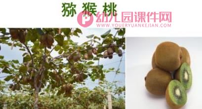 小班艺术课件PPT《创意水果拼盘》PPT课件图片