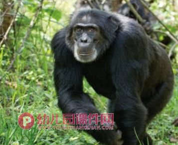 小班美术课件PPT《拯救大行动》PPT课件音频图片