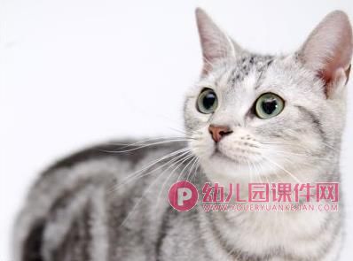 小班社会课件PPT《朋友的照片》PPT课件图片