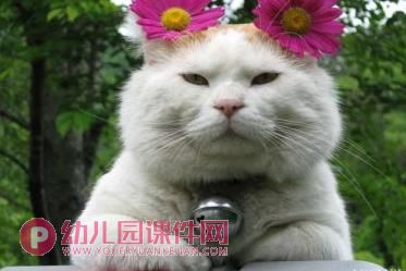 小班社会课件PPT《朋友的照片》PPT课件图片