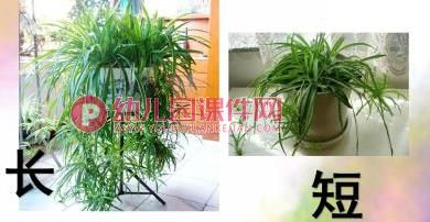 小班数学课件PPT《认识长短》PPT课件图片
