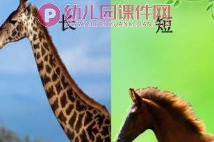 小班数学活动认知课件PPT《认识长短》PPT课件图片