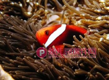 小班音乐课件PPT《大鱼和小鱼》PPT课件音乐图片