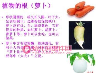 小班音乐课件PPT《可爱的蔬菜宝宝》PPT课件图片