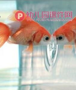 小班音乐活动课件PPT《小鱼游》PPT课件图片