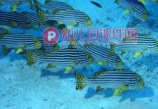 小班音乐课件PPT《大鱼和小鱼》PPT课件音乐图片