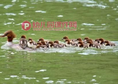 小班音乐课件PPT《母鸭带小鸭》PPT课件图片