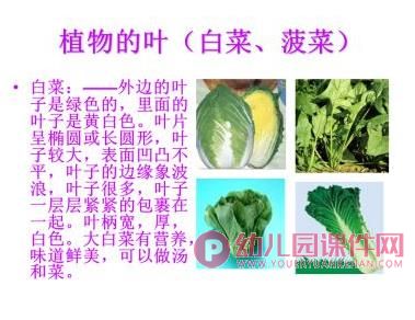 小班音乐课件PPT《可爱的蔬菜宝宝》PPT课件图片