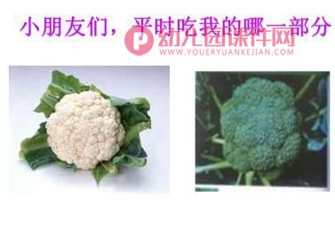 小班音乐课件PPT《可爱的蔬菜宝宝》PPT课件图片