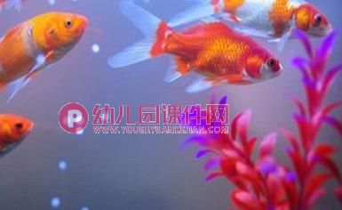 小班音乐活动课件PPT《小鱼游》PPT课件图片