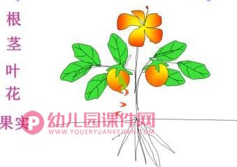 小班音乐课件PPT《可爱的蔬菜宝宝》PPT课件图片