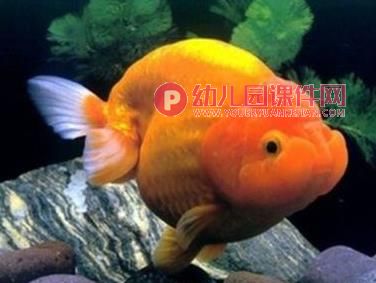 小班音乐活动课件PPT《小鱼游》PPT课件图片