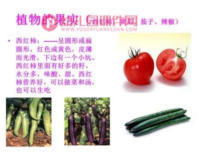 小班音乐课件PPT《可爱的蔬菜宝宝》PPT课件图片