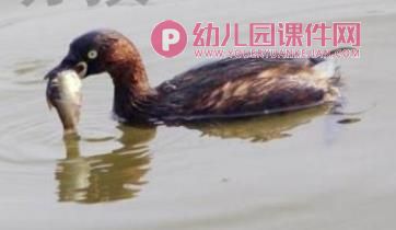 小班音乐课件PPT《母鸭带小鸭》PPT课件图片