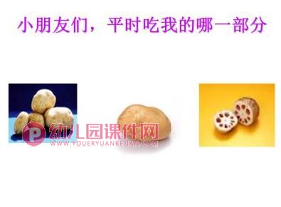 小班音乐课件PPT《可爱的蔬菜宝宝》PPT课件图片