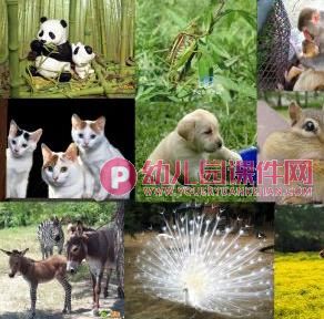 小班游戏课件PPT《小动物的家》PPT课件图片