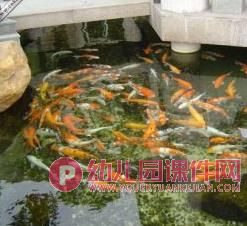 小班游戏课件PPT《小动物的家》PPT课件图片