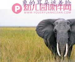 小班语言课件PPT《谁的耳朵》PPT课件图片