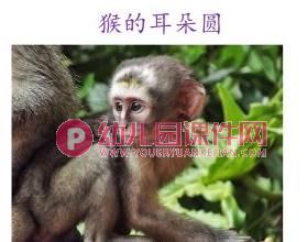 小班语言课件PPT《谁的耳朵》PPT课件图片