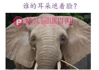 小班语言课件PPT《谁的耳朵》PPT课件图片