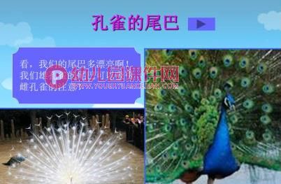 小班语言课件PPT《小白兔借尾巴》PPT课件图片