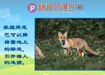 小班语言课件PPT《小白兔借尾巴》PPT课件图片