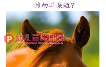 小班语言课件PPT《谁的耳朵》PPT课件图片