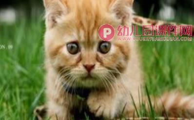 小班语言活动课件PPT《咪咪猫》PPT课件图片