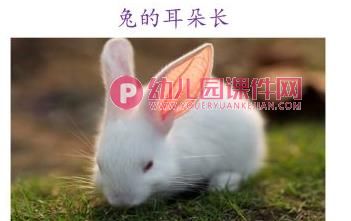 小班语言课件PPT《谁的耳朵》PPT课件图片