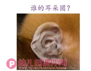 小班语言课件PPT《谁的耳朵》PPT课件图片