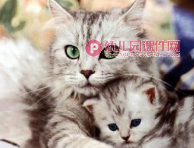 小班语言活动课件PPT《咪咪猫》PPT课件图片