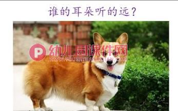 小班语言课件PPT《谁的耳朵》PPT课件图片