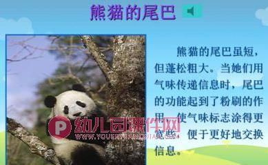 小班语言课件PPT《小白兔借尾巴》PPT课件图片
