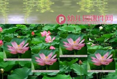 小班语言活动课件PPT《荷花开》PPT课件图片