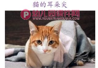 小班语言课件PPT《谁的耳朵》PPT课件图片