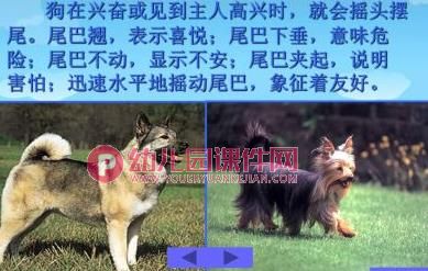 小班语言课件PPT《小白兔借尾巴》PPT课件图片