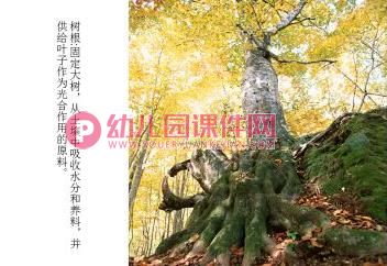 小班故事课件PPT《小熊画大树》PPT课件图片