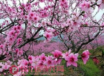 小班语言课件PPT《春天的颜色》PPT课件图片