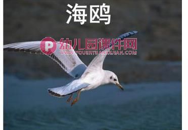 小班课件PPT《认识动物》PPT课件图片