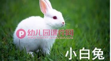 小班课件PPT《认识动物》PPT课件图片