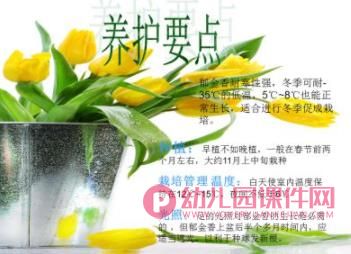 小班课件PPT《郁金香》PPT课件图片