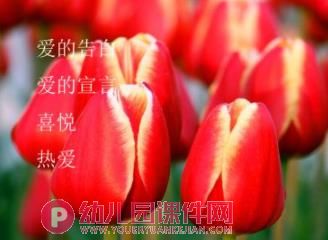 小班课件PPT《郁金香》PPT课件图片