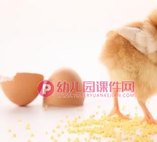 小班综合活动课件PPT《小鸡捉虫》PPT课件图片