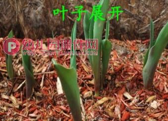 小班课件PPT《郁金香》PPT课件图片