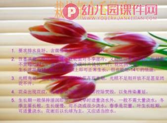 小班课件PPT《郁金香》PPT课件图片
