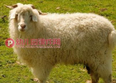 小班综合活动课件PPT《小鸡捉虫》PPT课件图片