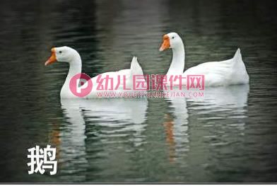 小班课件PPT《认识动物》PPT课件图片