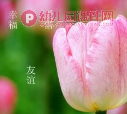 小班课件PPT《郁金香》PPT课件图片