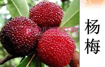 小班综合活动课件PPT《各种各样的水果》PPT课件图片