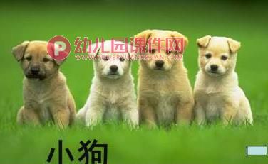 小班课件PPT《认识动物》PPT课件图片